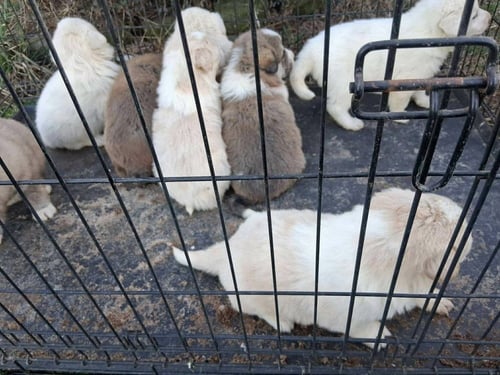 RUBY'S ROWDIES : MOLLY - Great Pyrenees / Golden Retriever available for adoption