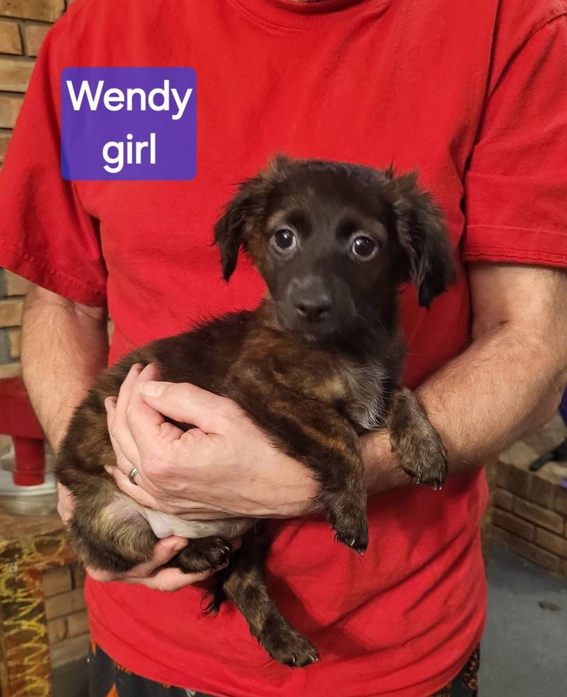 FAST FOOD GANG : WENDY - Dachshund / Terrier available for adoption