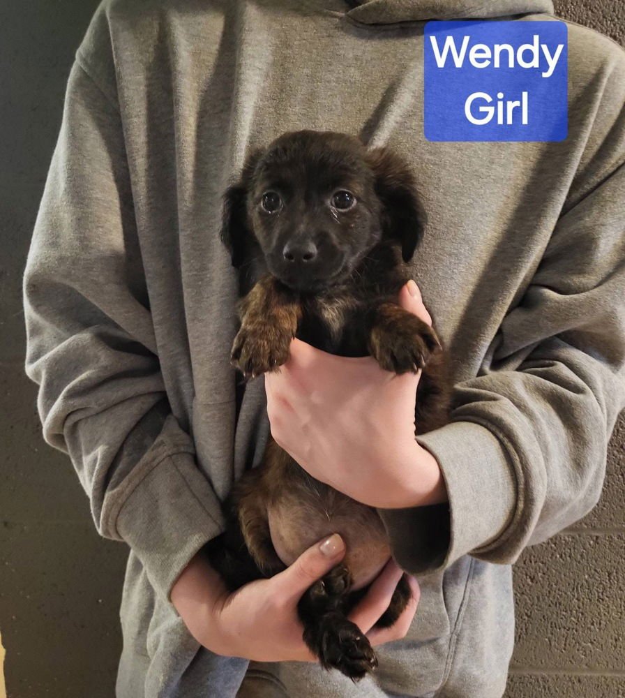 FAST FOOD GANG : WENDY - Dachshund / Terrier available for adoption