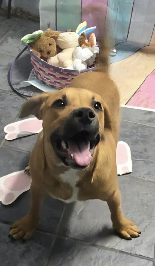 MARION BULLGLES : FINN - Beagle / Bulldog available for adoption