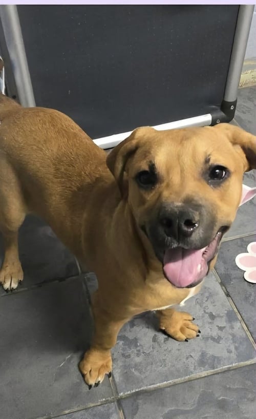 MARION BULLGLES : FINN - Beagle / Bulldog available for adoption