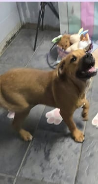 Marion Bullgles : Finn - Photo 3