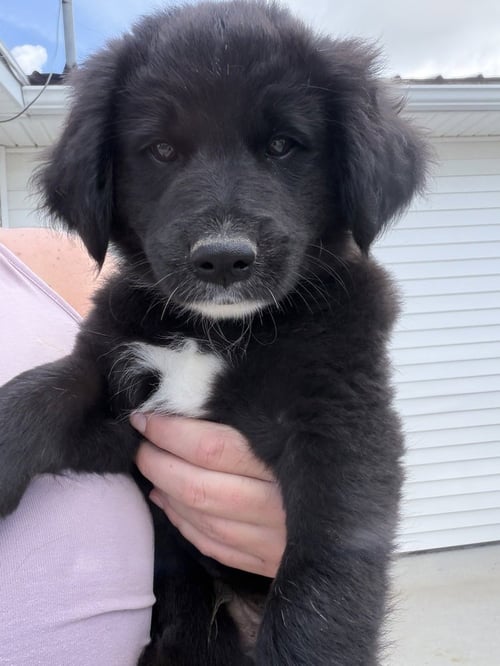 CONNECTICUT : KENT - Labrador Retriever / Terrier available for adoption