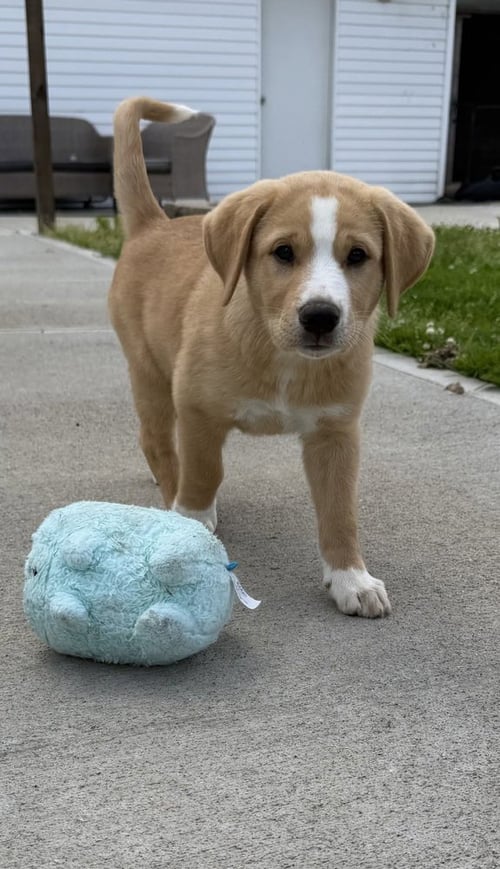 CONNECTICUT : PRESTON - Labrador Retriever / Terrier available for adoption