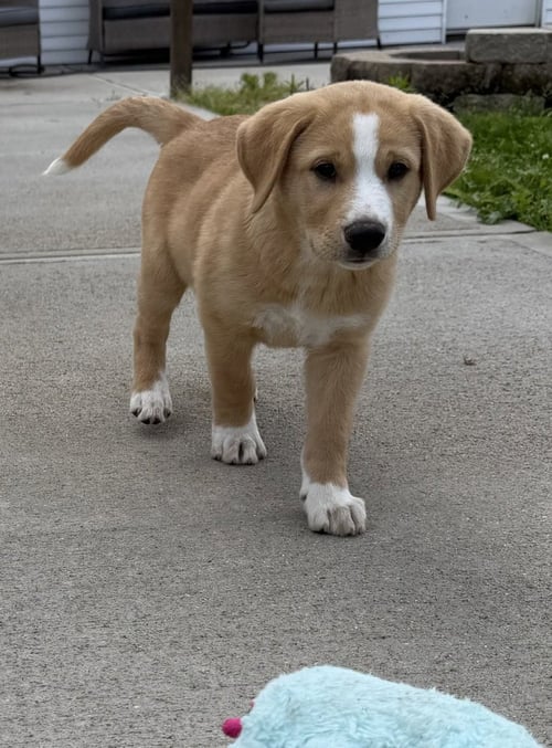 CONNECTICUT : PRESTON - Labrador Retriever / Terrier available for adoption