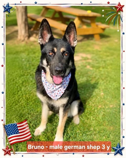 SIR BRUNO - German Shepherd Dog available for adoption