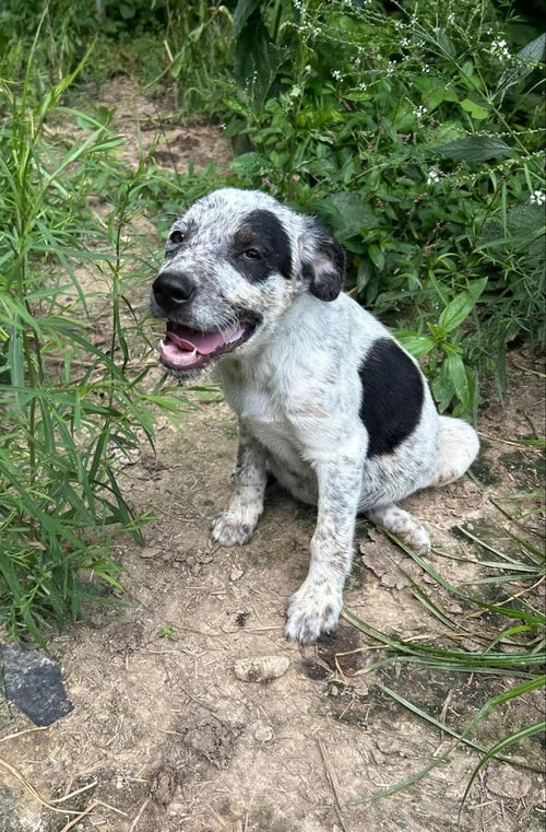 BRE PAWS : BREE - Australian Shepherd available for adoption