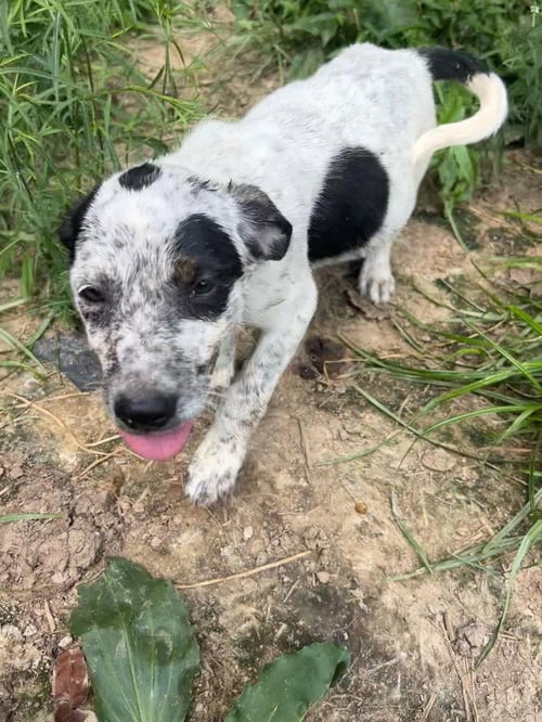 BRE PAWS : BREE - Australian Shepherd available for adoption
