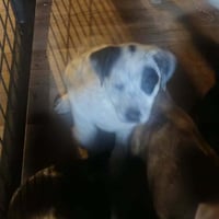 BRE Paws : Bree - Photo 3