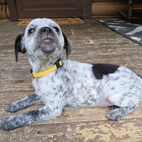 PEANUTS PUPS : SNOOPY - Dachshund / Australian Cattle Dog/Blue Heeler available for adoption