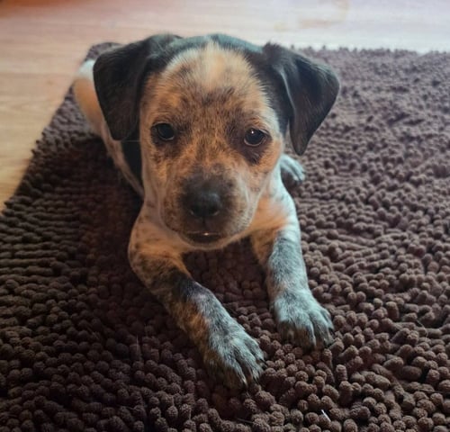 PEANUTS PUPS : SNOOPY - Dachshund / Australian Cattle Dog/Blue Heeler available for adoption