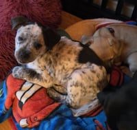Peanuts Pups : Snoopy - Photo 3