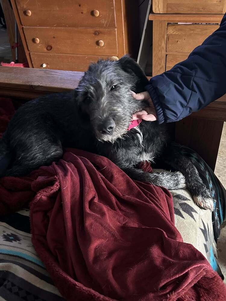 COUNTDOWN :AMBER - Labrador Retriever / Labrador Retriever available for adoption