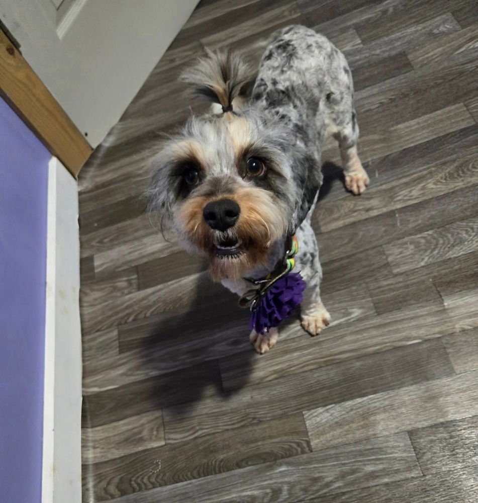 MISS WILLOW - Yorkshire Terrier Yorkie available for adoption