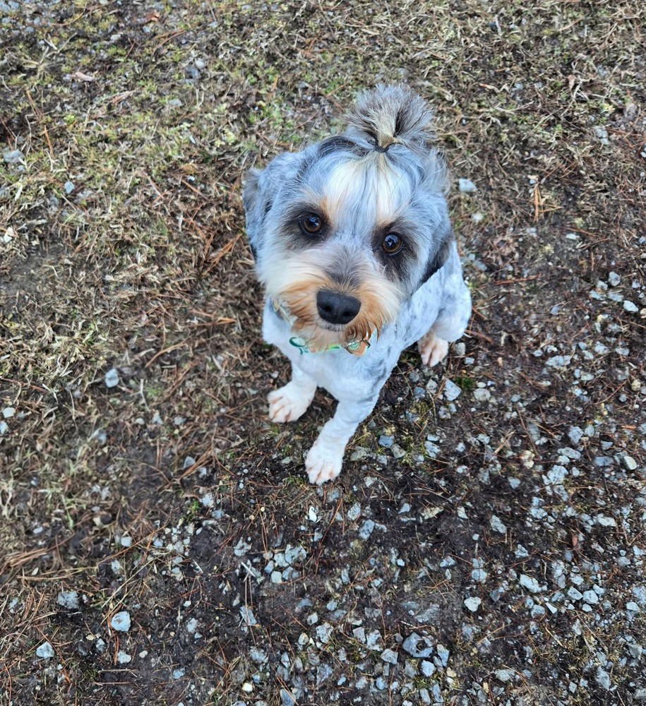 MISS WILLOW - Yorkshire Terrier Yorkie available for adoption