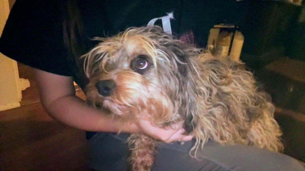 Miss Willow - Photo 4