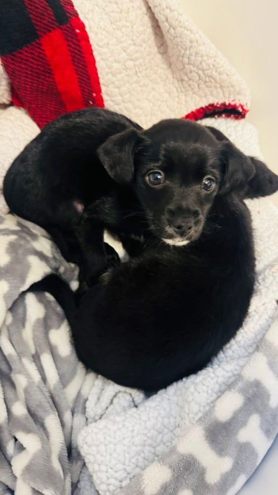 CC : COCO - Chihuahua / Dachshund available for adoption