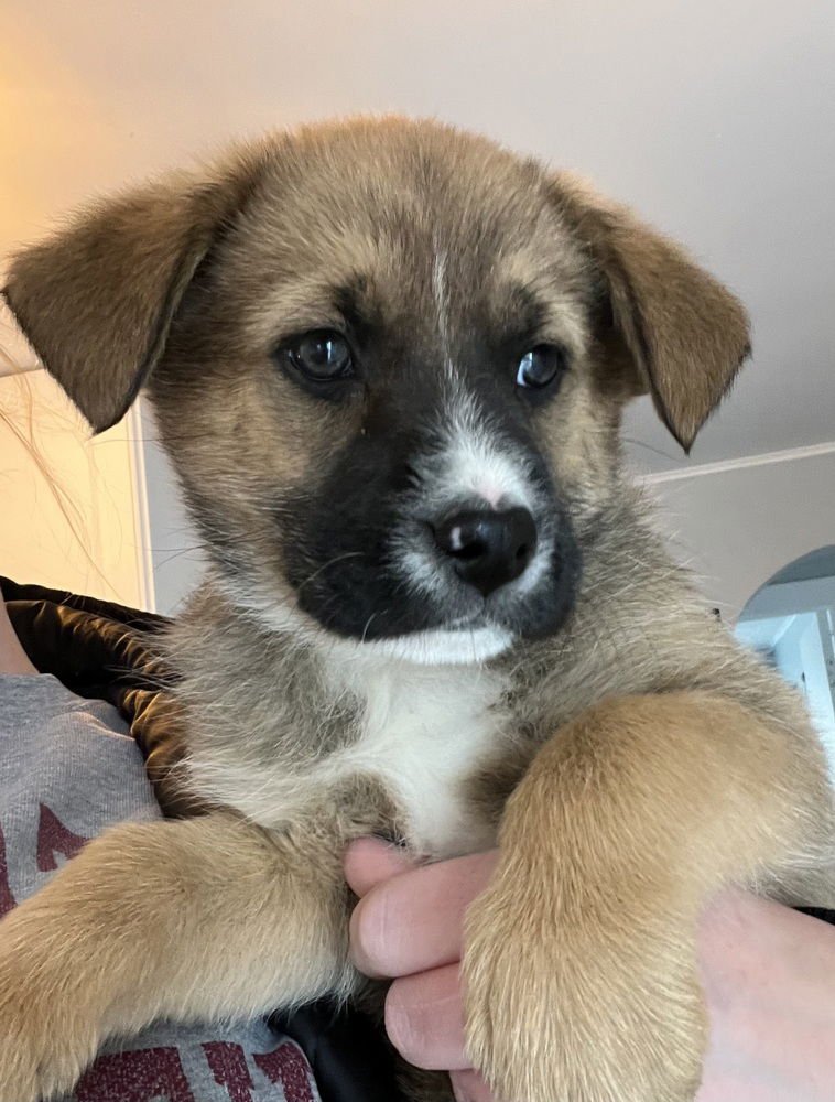 COLORADO : VAIL - Retriever / Terrier available for adoption