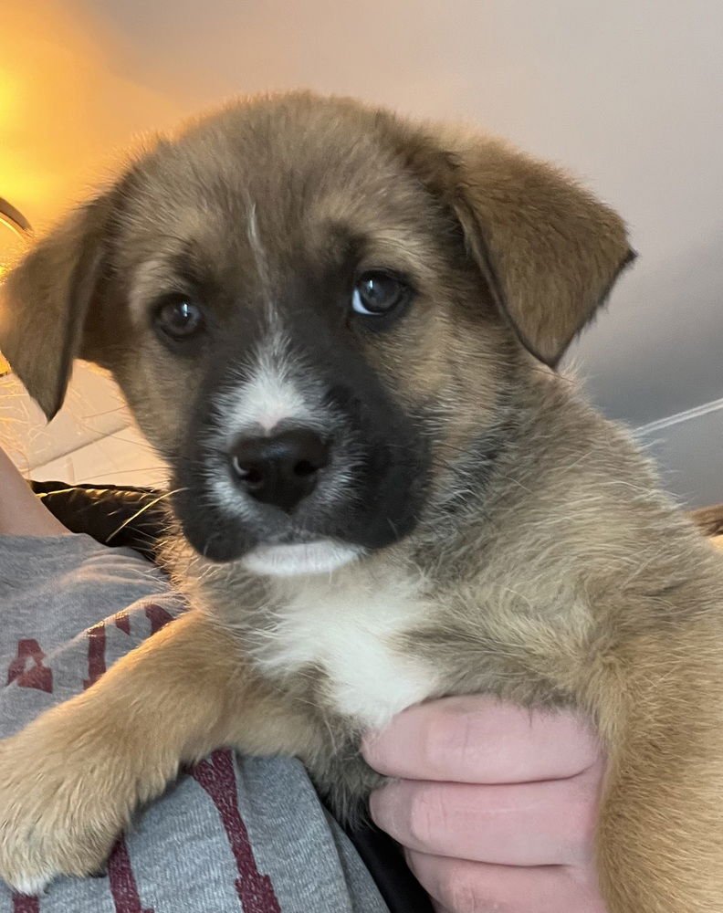 COLORADO : VAIL - Retriever / Terrier available for adoption