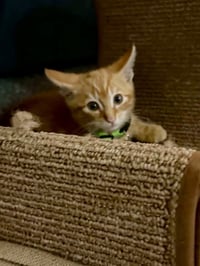 Bobby kitty (Georgie) - Photo 1
