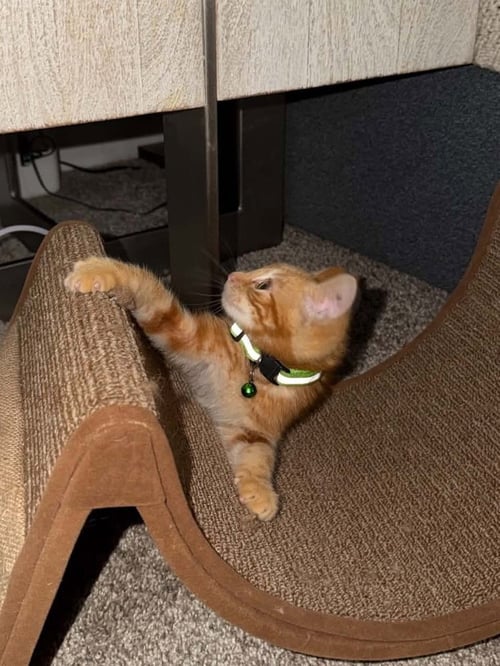 BOBBY KITTY (GEORGIE) - Manx / Domestic Short Hair available for adoption