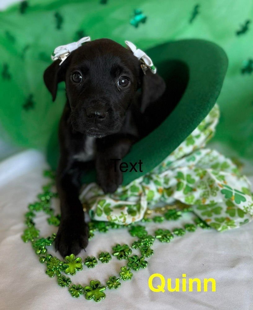 LUCKY CHARMS :  QUINN - Golden Retriever / Labrador Retriever available for adoption