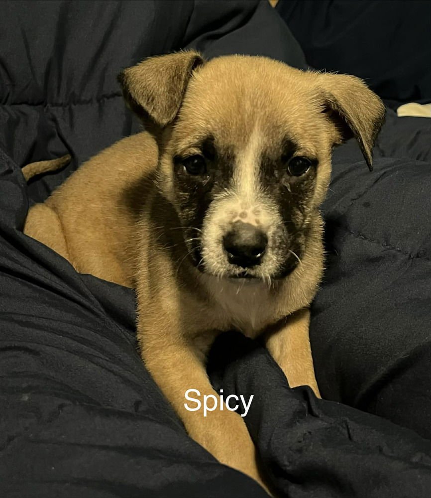 MUSTARDS : SPICY - Boxer / Pug available for adoption