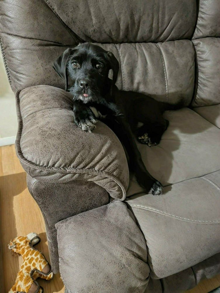 GYPSY GIRL - Labrador Retriever available for adoption