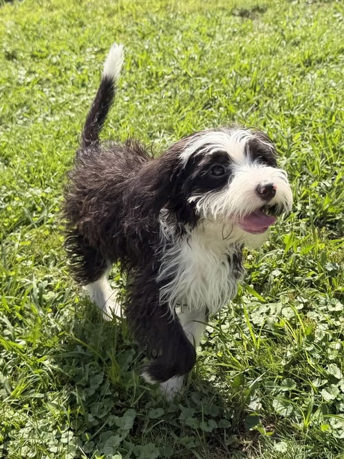 LLP AURORA : BERNARD - Maltese / Poodle (unknown type) available for adoption