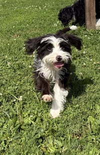 LLP Aurora : Bernard - Photo 2