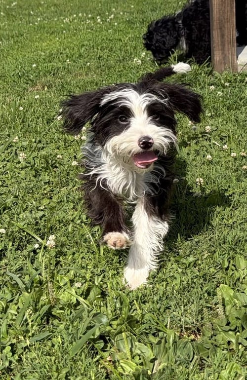 LLP AURORA : BERNARD - Maltese / Poodle (unknown type) available for adoption