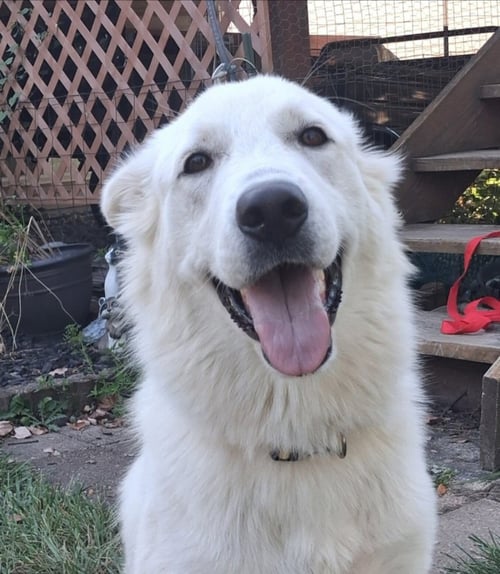 ASPEN ELOISE - Great Pyrenees available for adoption