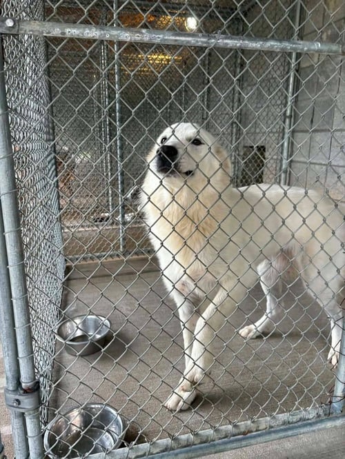 ASPEN ELOISE - Great Pyrenees available for adoption