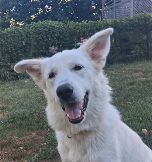 ASPEN ELOISE - Great Pyrenees available for adoption