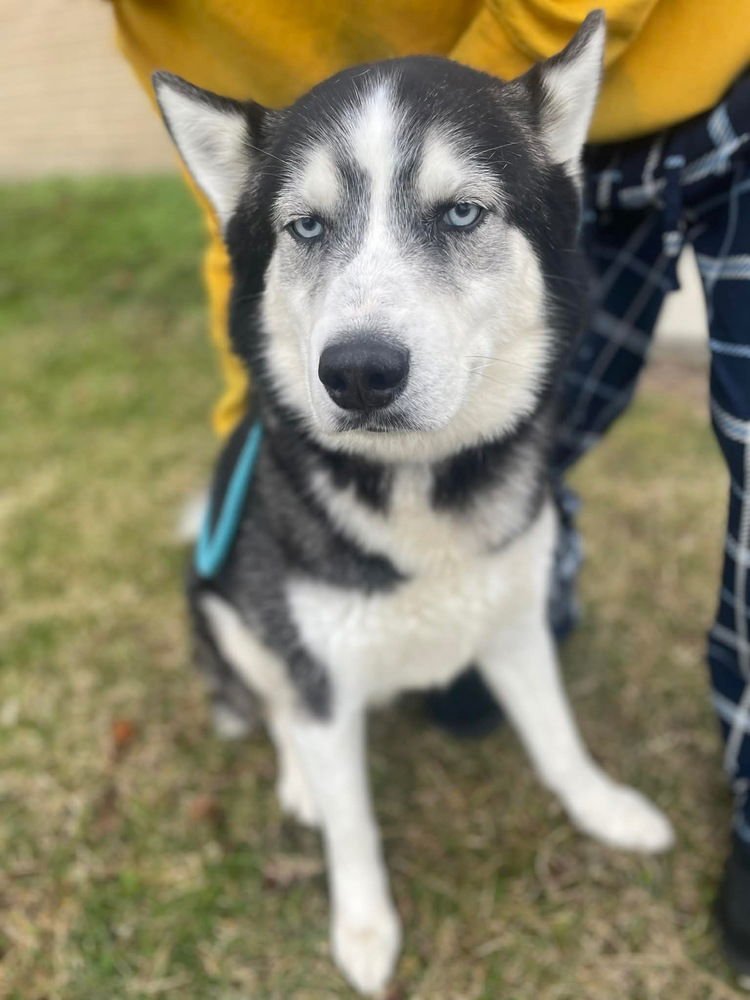 BANDITSKY - Husky available for adoption