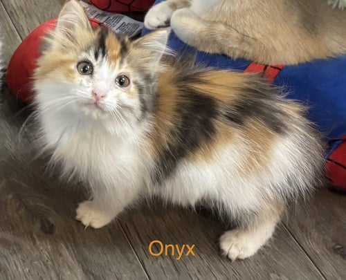 GEM KITTY : ONYX - Calico / Domestic Long Hair available for adoption