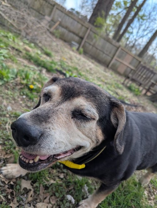 CD : ABBY - Beagle / Hound available for adoption