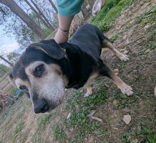 CD : ABBY - Beagle / Hound available for adoption