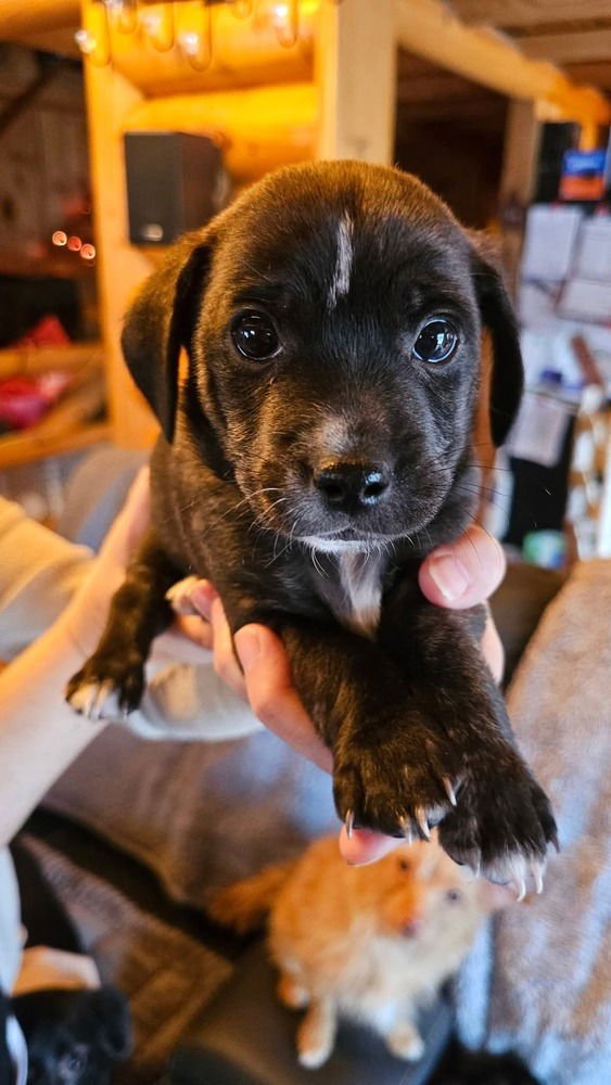 NATURE CREW : RIVER - Dachshund / Beagle available for adoption