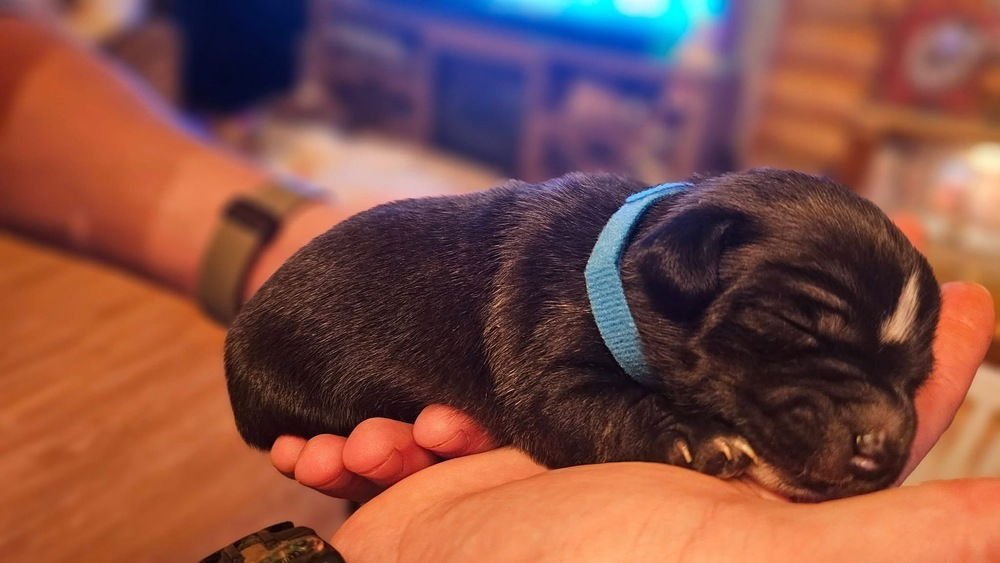 NATURE CREW : RIVER - Dachshund / Beagle available for adoption