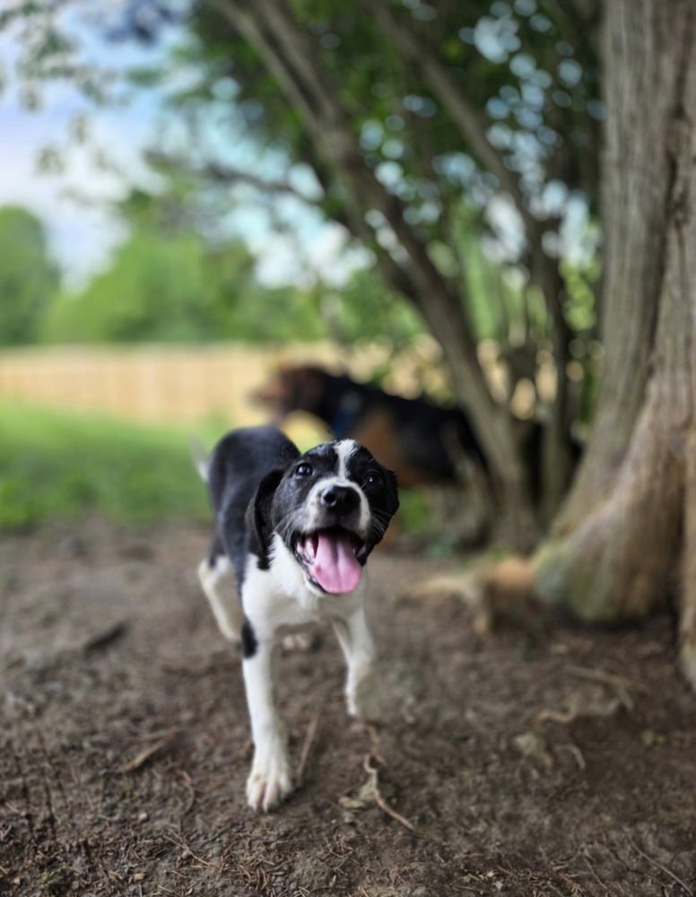SRV AMAZON : HEIDI - Labrador Retriever / Border Collie available for adoption