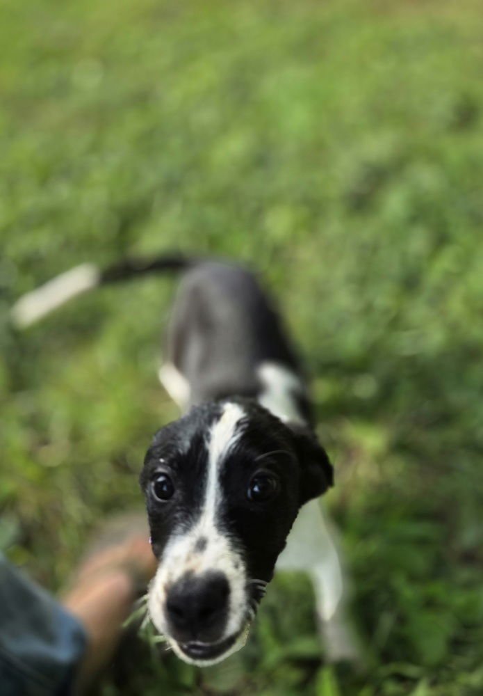 SRV Amazon : Heidi - Photo 3