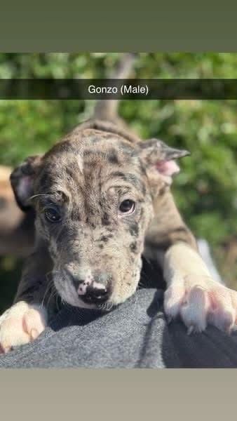 MUPPETS : GONZO - Catahoula Leopard Dog / Foxhound available for adoption