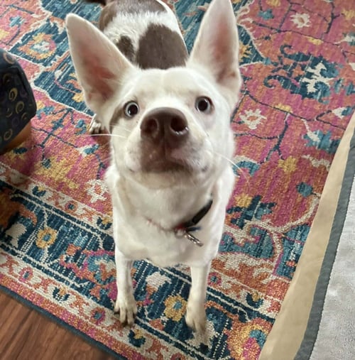 KILO - Australian Shepherd available for adoption