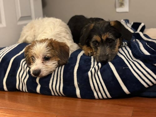 SISTERS : CAMMY - Terrier available for adoption