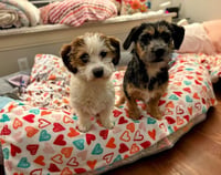 Sisters : Cammy - Photo 4