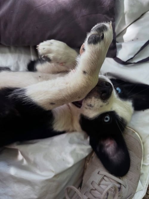 SPIRITUAL GANGSTERS : DAO - Border Collie / Beagle available for adoption