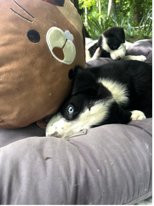 SPIRITUAL GANGSTERS : DAO - Border Collie / Beagle available for adoption