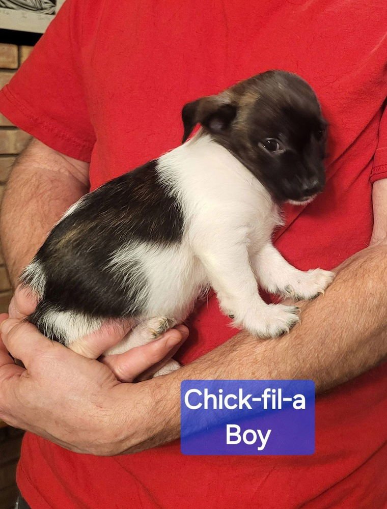 FAST FOOD GANG : CHICK-FIL-A