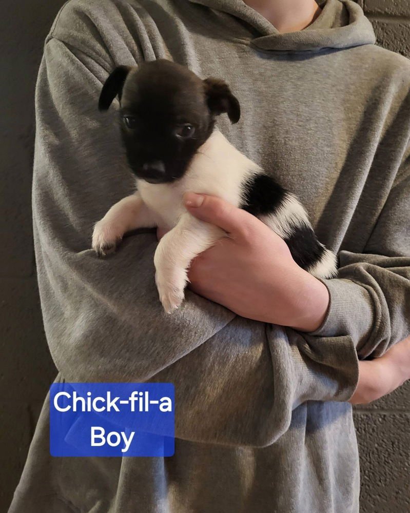 FAST FOOD GANG : CHICK-FIL-A - Jack Russell Terrier / Terrier available for adoption